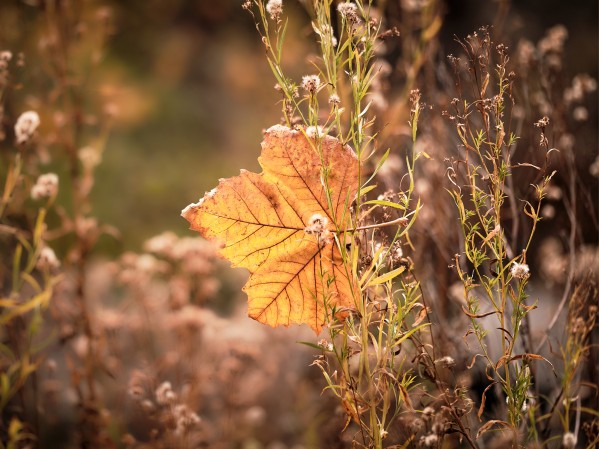 autom leaf by Andrew Wasik